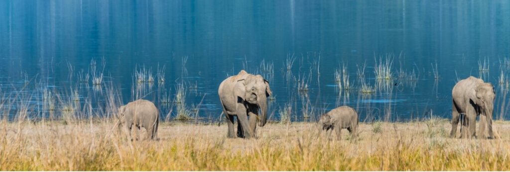 jim corbett