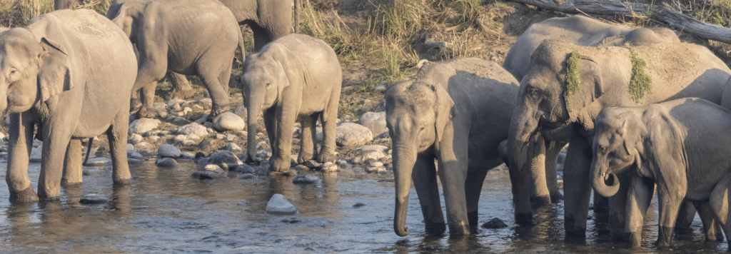 BEST TIME TO JIM CORBETT