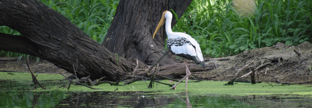 jim corbett | safari | bellmont caves | bryscaves | best 5 star resort in jim corbett