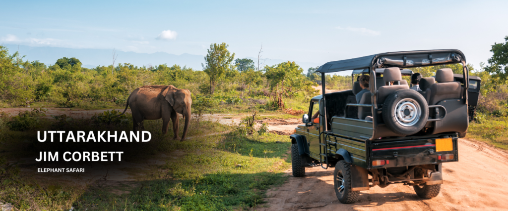 JIM CORBETT | SAFARI